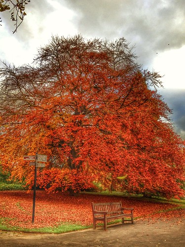 park uk travel autumn trees sky cloud fall nature leaves bench scotland europe cloudy path glasgow overcast hdr cloudporn iphone skyporn weatherphotgraphy