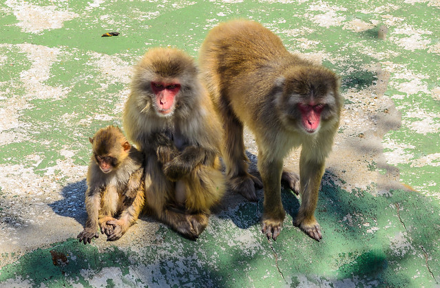 Monkeys Family