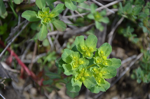 Euphorbia helioscopia - euphorbe réveille-matin 33337959452_170bffda13