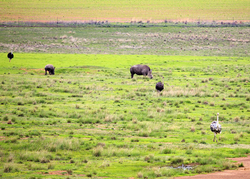 southafrica animals rhinoceros ostrich mpumalanga sa