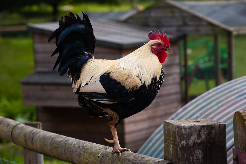Cock on fence, Northycote