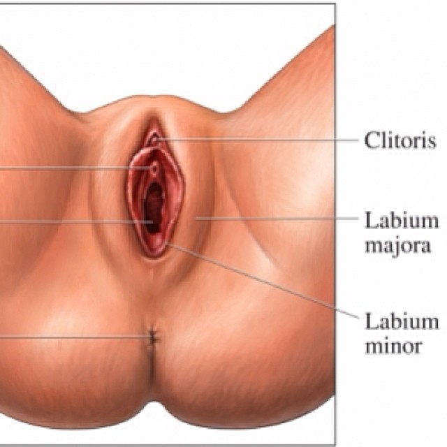 The Human Vagina And Other Female Anatomy.
