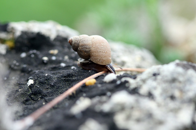 Strange snail.