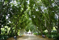 Wandering under the canopy of Hyde Park