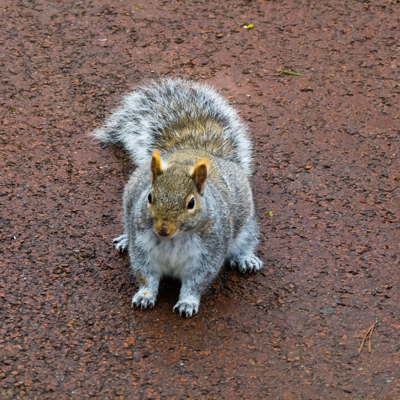 Squirrel on a path