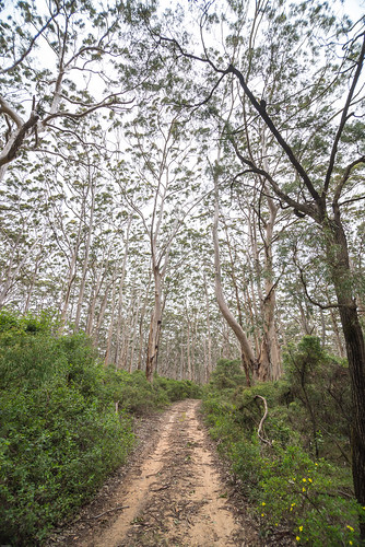 tree forest landscape nikon australia westernaustralia karri boranup d600 2013 nikond600 boranupforest eycalypt eucalyptusdiversicolor nikonfx