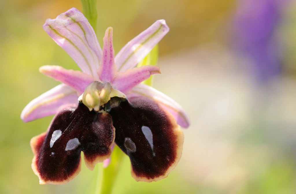 Hufeisen-Ragwurz, Ophrys ferrum-equinum, Doppellippe
