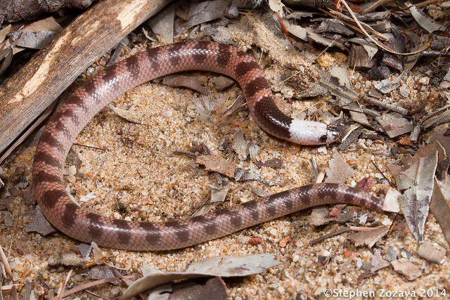 Cape York shovel-nosed snake (Brachyurophis campbelli)