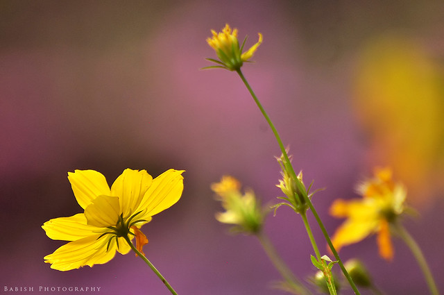 Yellow Cosmos Flower