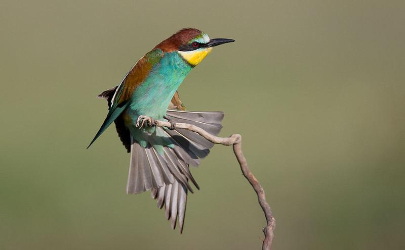 Bee-eater displaying as another flies by