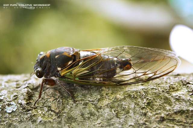 Cicadas Finally in Rhode Island