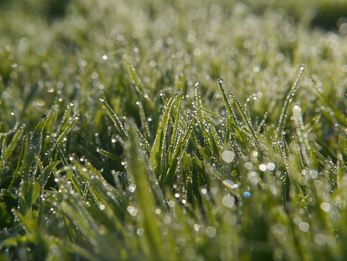 morning green home grass diamonds early panasonic dew clover g3 chedworth sooc