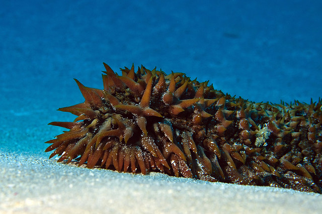 prickly sea cucumber