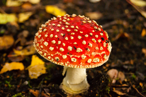More West Park fly agarics