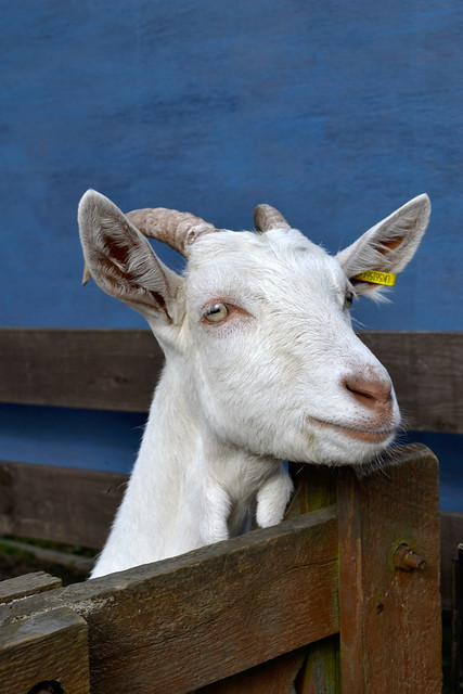 Goat, Gorgie City Farm, Edinburgh