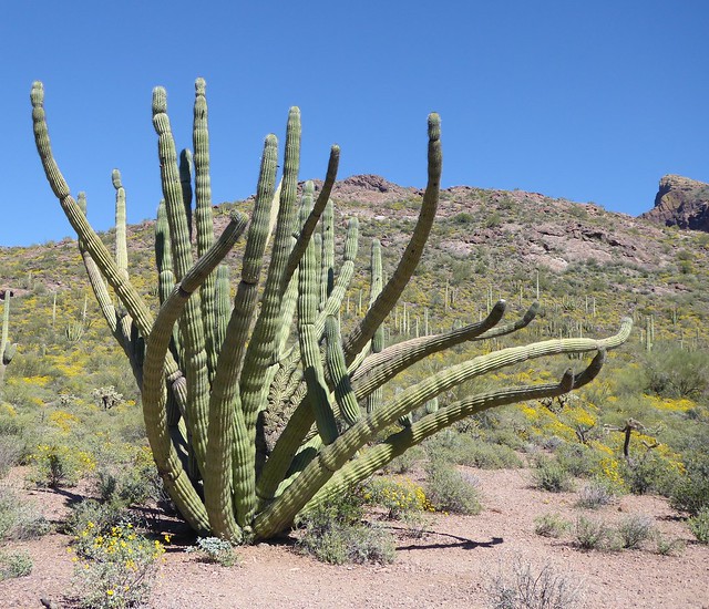 Crested Organ Pipe Cactus