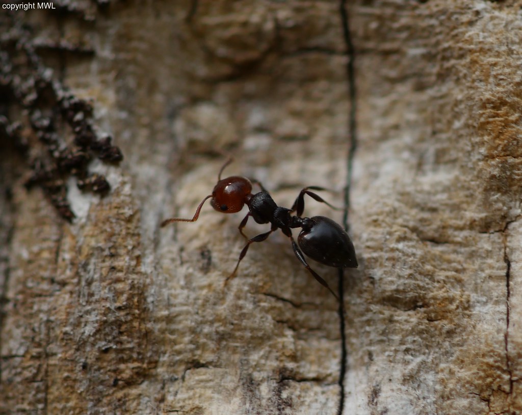 most likely Crematogaster sp