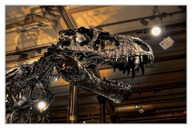 Berlin - Museum für Naturkunde - Tyrannosaurus rex Tristan-Otto 07