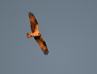 Sunrise Osprey