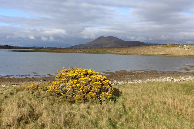 Saturday 22nd April 2017. Gorse in bloom on the east coast of Achill, Co Mayo, Ireland.