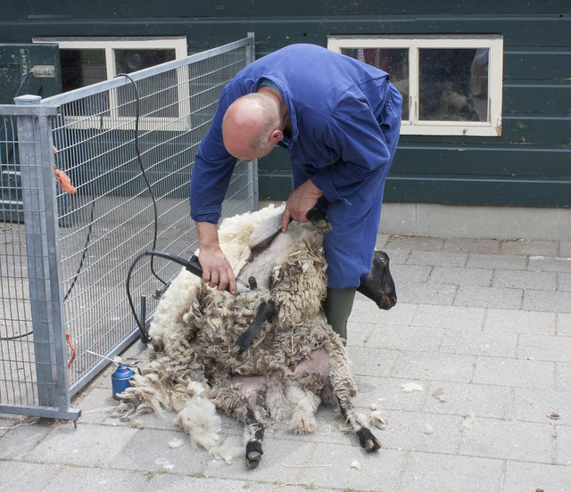 Sheep shearing (3)