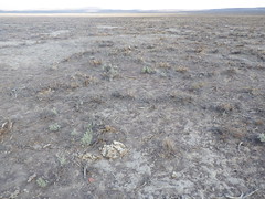 E of Burns Junction: Wyoming big sagebrush steppe (mowed or chained)