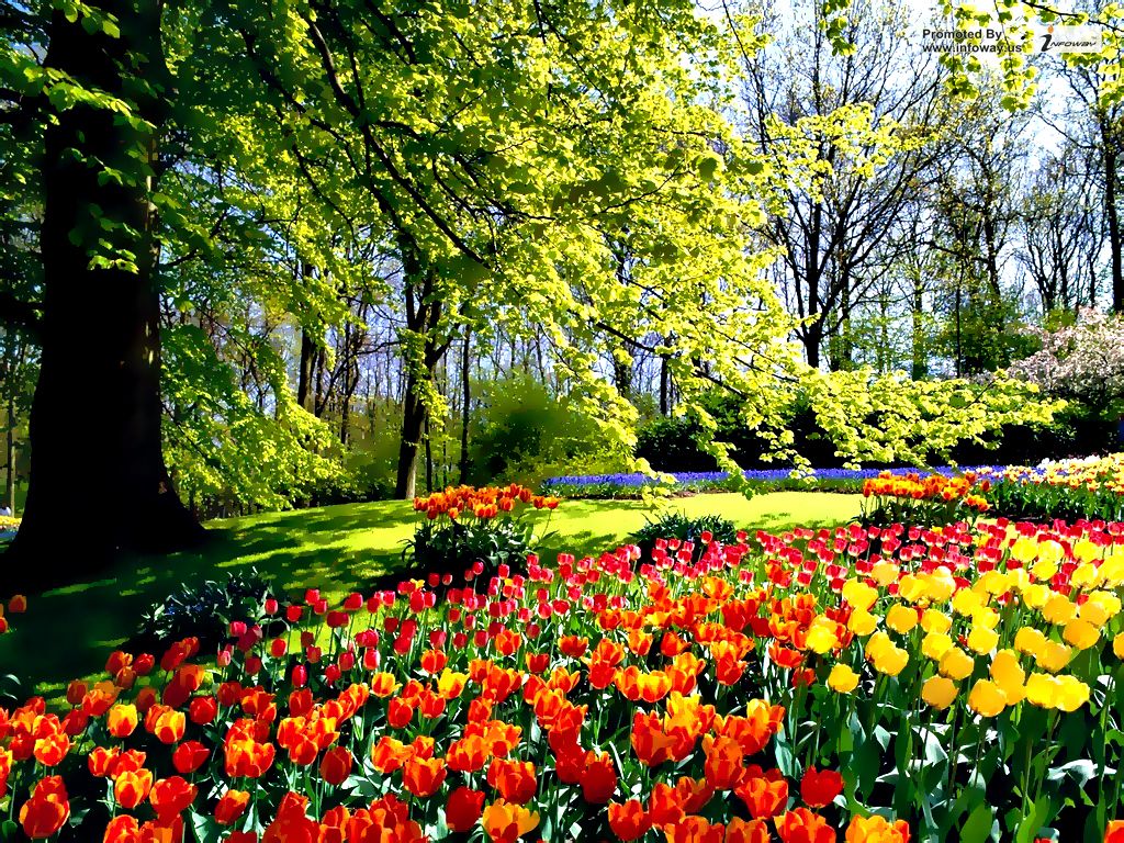 Tulip flower garden wallpapers | Tulip flower garden wallpap… | Flickr