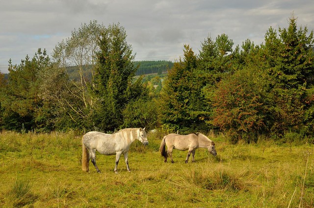 Pasture in Belgian Ardenne / Horses  - 3/3