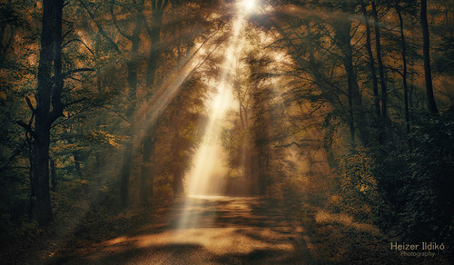 autumn trees light mist nature leaves fog forest woodland rays