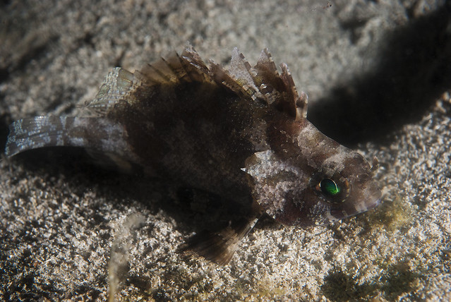 False scorpionfish (Centrogenys vaigiensis)