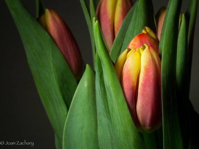 58/365 - Tulip