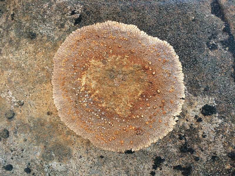 stone-closeup-texture-with-lichen