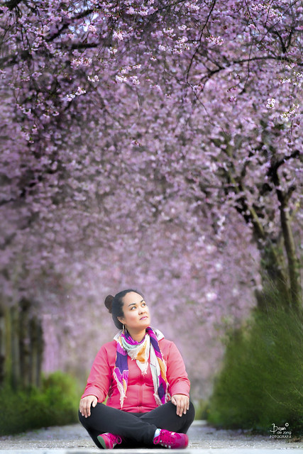 Sakura 桜