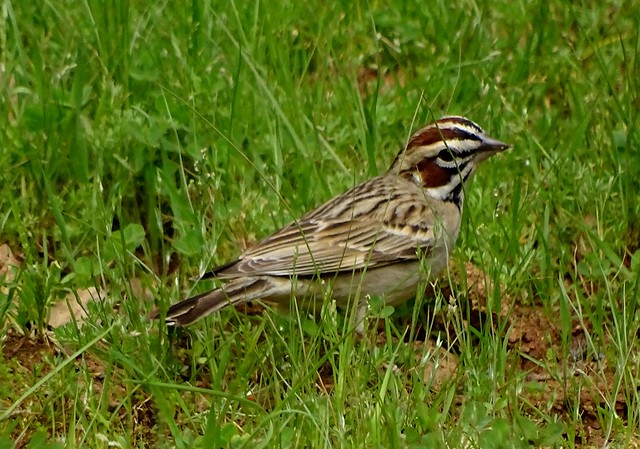 Lark Sparrow--Chondestes grammacus