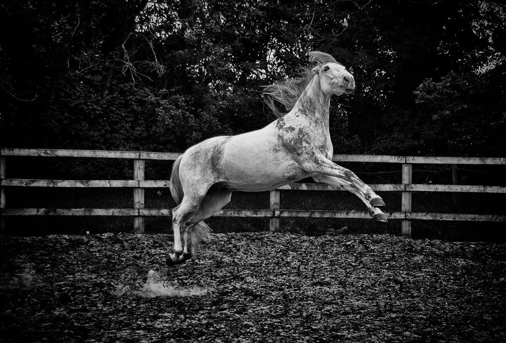 We have launch! | My wife is an equestrian artist www.ypasha… | Flickr