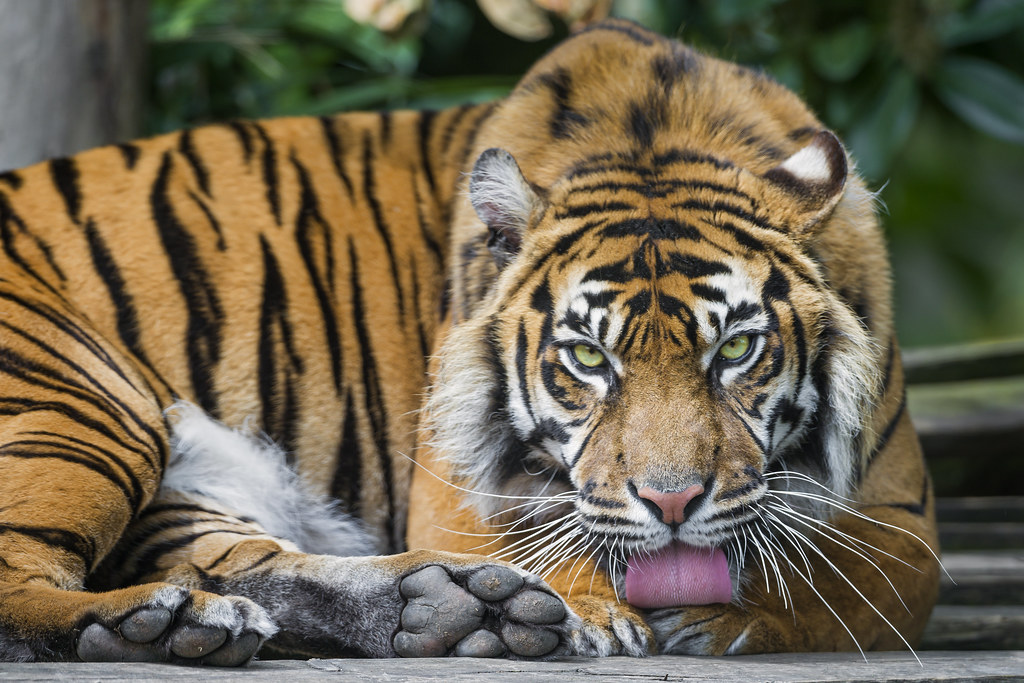 Sumatran tigress licking her paw | The Sumatra tigress of th… | Flickr