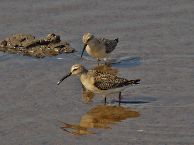 Curlew Sandpipers at RSPB Leighton Moss in Lancashire, England - September 2013