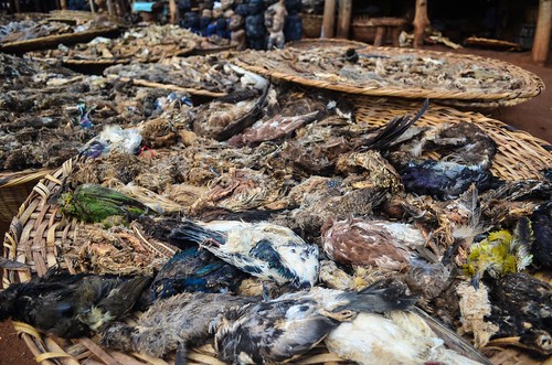 africa animals dead market benin bohicon vodoun abomey voodoomarket freewheelycom marchévaudou