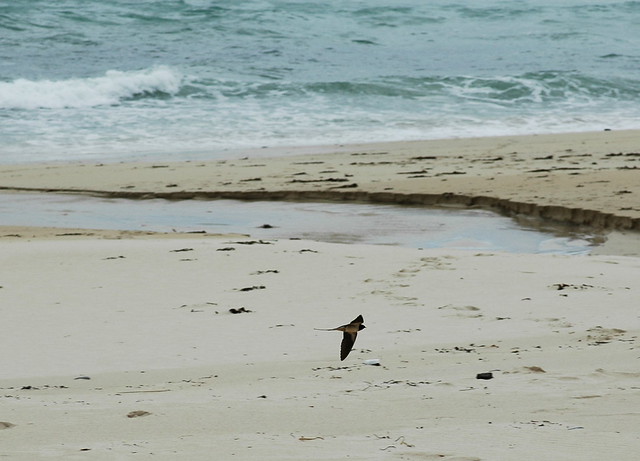 Hirundo rustica (Barn swallow / Boerenzwaluw)