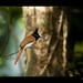 Asian Paradise Fly catcher