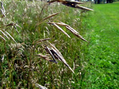 056 Wild Grass Bard College Annandale-on-Hudson NY 4210