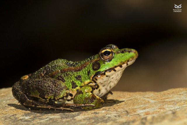 Ra-Verde, Perez' s Frog (Rana perezi, Pelophylax perezi )