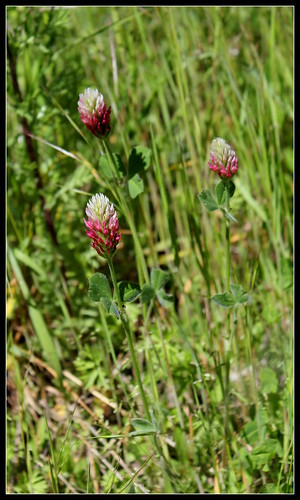 Trifolium incarnatum - trèfle incarnat 33771495040_cfe08255ec