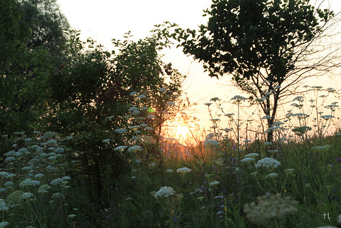 nature landscape sunset sun summer plants flora flowers trees evening canon canoneos550d