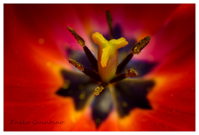 Tulipantxoa...Tulips