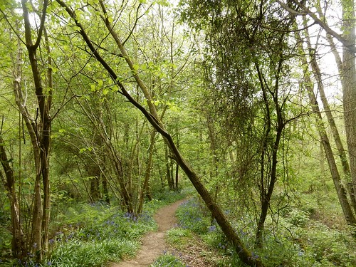 woodland path Hever to Ashurst