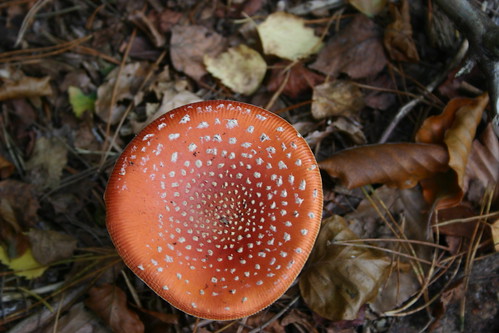 SWC 185 October 6th 2013 Fly agaric bronze 