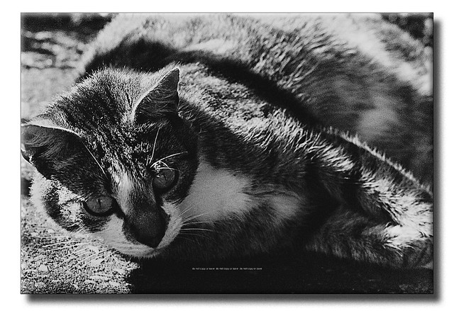 Kittykat : Konica Minolta Centuria 200 Film : Nikon FE + Sigma Macro 50mm F2.8 Manual Focus Lens :