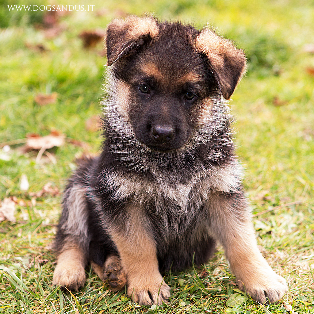 cucciolo di pastore tedesco | mario forcherio | Flickr