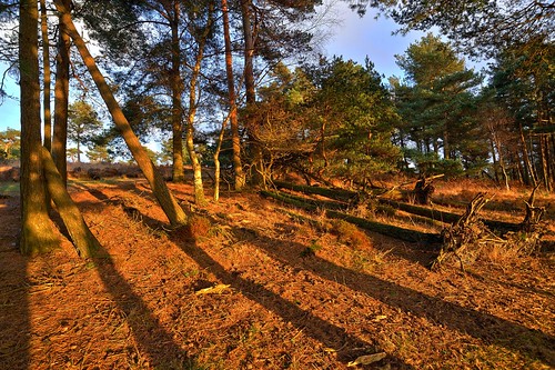 trees light sunset sky storm weather sussex evening countryside nikon skies ashdownforest sussexwildlifetrust d700 naturethroughthelens